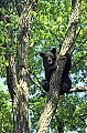 WMAG346 Black Bear in Tree.jpg