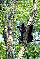 WVMAG163 black bear in tree.jpg