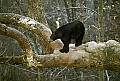 WVMAG164 black bear on tree limb.jpg