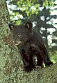 WVMAG165 black bear cub in tree.jpg