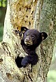 WVMAG225 black bear cub.jpg
