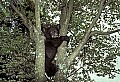 WVMAG226 black bear cub.jpg