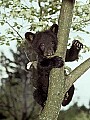 WVMAG229 black bear cub waving.jpg