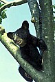 WVMAG233 black bear cub.jpg