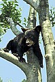 WVMAG234 Black Bear Cub.jpg