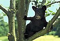 WVMAG235 black bear cub.jpg