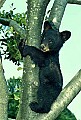 WVMAG236 black bear cub.jpg