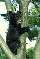 WVMAG241 Black Bear Cub.jpg