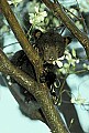 WVMAG242 black bear cub in tree.jpg