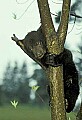 WVMAG243 Black Bear Cub.jpg