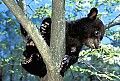 WVMAG260 black bear cub.jpg