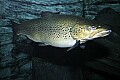 _MG_1237 brown trout.jpg