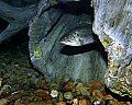 _MG_1250 large mouth bass in log.jpg