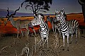 _MG_1286 zebras.jpg