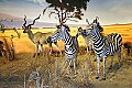 _MG_1289 zebras and eland.jpg