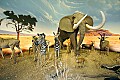 _MG_1299 diarama-elephant and zebra.jpg