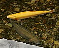 _MG_2063 golden and rainbow trout.jpg