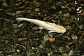 _MG_2071 albino catfish.jpg