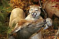 Cabelas 4-24-07 012 mountain lion attacking an elk.jpg
