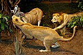 Cabelas 4-24-07 046 lioness take down.jpg