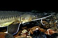 Cabelas 4-24-07 097 freshwater sturgeon.jpg
