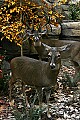 Cabelas 4-24-07 181 whitetail deer.jpg