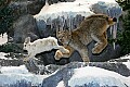 Cabelas 4-24-07 199 lynx chases snowshoe hare.jpg