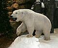 Cabelas 4-24-07 209 polar bear.jpg