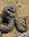 DSC_7609 rattlesnake.jpg