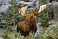 DSC_7674 bull moose.jpg