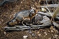 DSC_7680 gray fox.jpg
