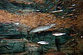 DSC_8506 brown trout.jpg
