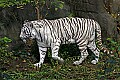 _MG_7861 white tiger.jpg