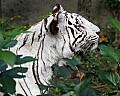 _MG_7878 white tiger.jpg