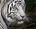 _MG_7890 white tiger 1.jpg