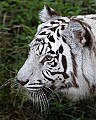 _MG_7948 white tiger.jpg