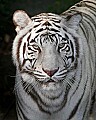 _MG_7954 white tiger.jpg