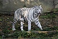 _MG_8013 white tiger.jpg