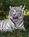 _MG_8020 white tiger.jpg