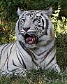 _MG_8021 white tiger.jpg
