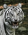 _MG_8167 white tiger.jpg