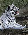 _MG_8177 white tiger.jpg