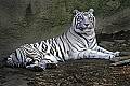 _MG_8189 white tiger.jpg