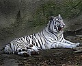 _MG_8227 whtie tiger.jpg