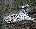 _MG_8231 white tiger yawning.jpg
