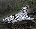 _MG_8232 white tiger.jpg