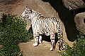 _MG_8233 white tiger 1.jpg