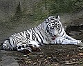 _MG_8249 white tiger preening.jpg