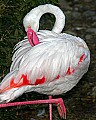 _MG_8408 greater flamingo.jpg