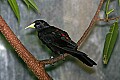 _MG_8427 red-rumped cacique.jpg